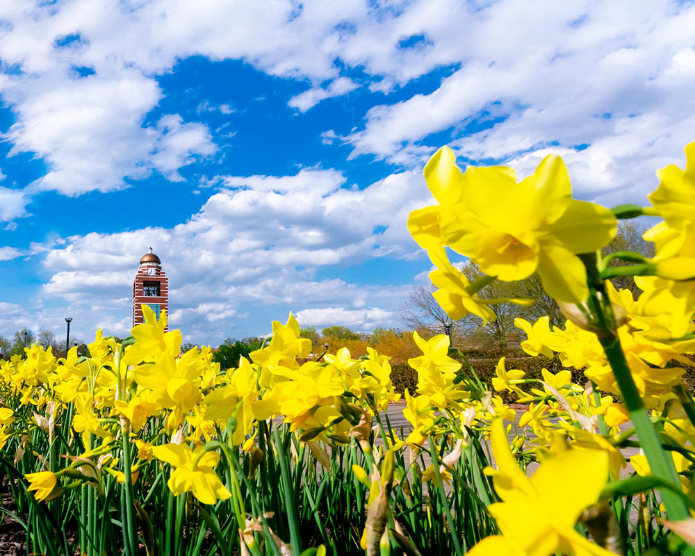 The UAFS Belltower sits in the background with yellow daffodils in the foreground during a bright spring day