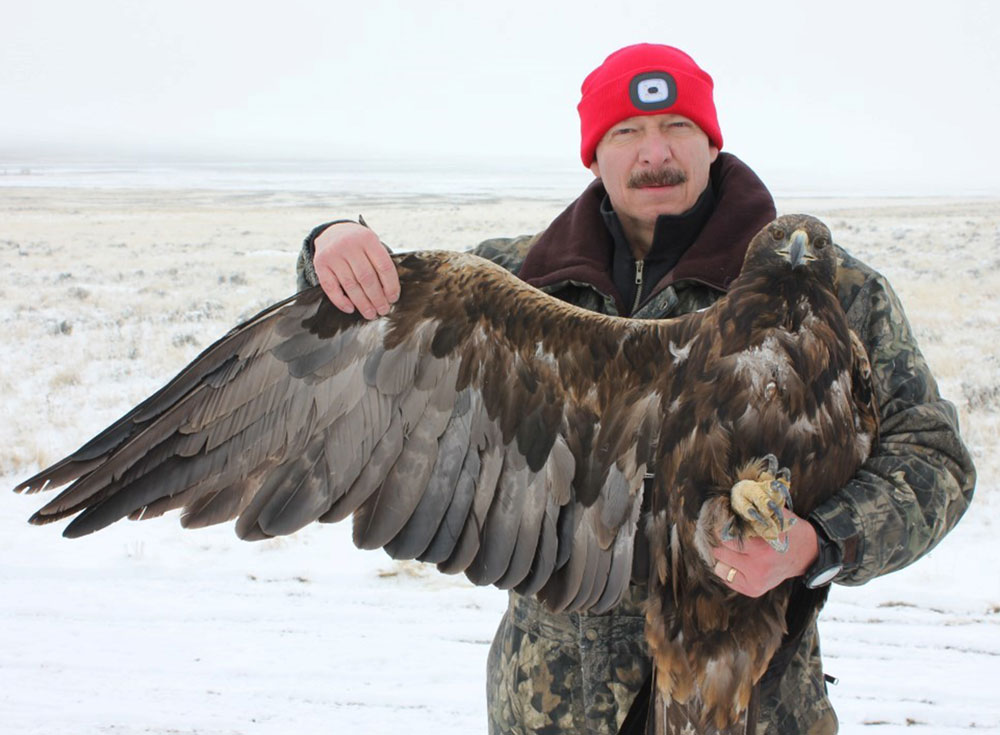 Preston bands a golden eagle during a snowy day in Greater Yellowstone