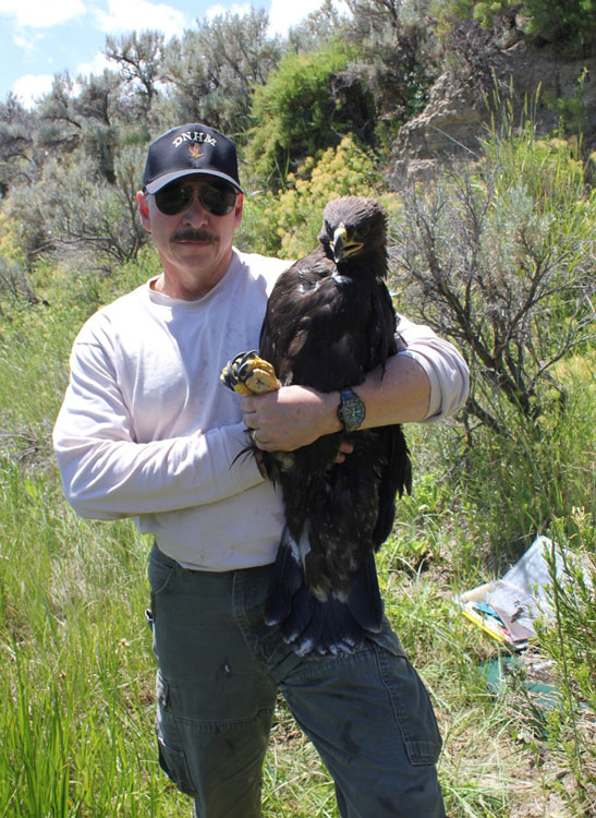 Preston bands a golden eagle in Greater Yellowstone
