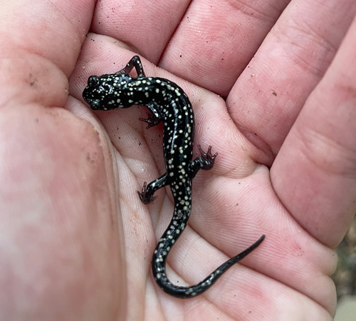 A small black salamader with white spots sits in the palm of a hand